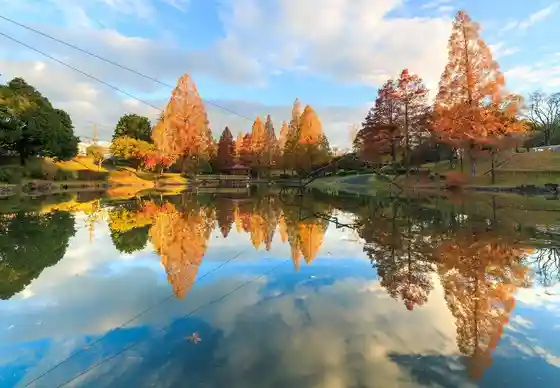 Autumn Leaves at Maehira Park