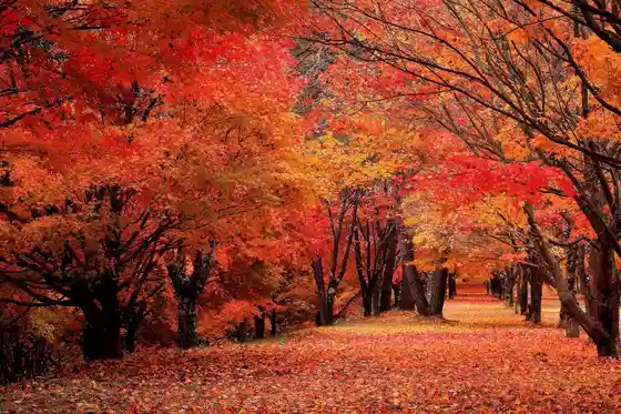 Momiji Mizumi (Minowa Dam)