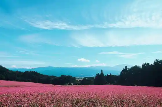 Aka Soba Village