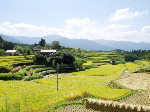Kozaki District Rice Terraces
