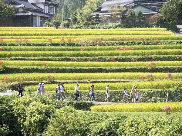 Shiraishino Rice Terraces
