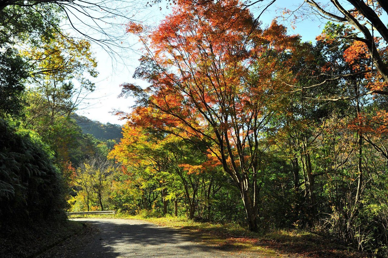 Matsugashita Maple Forest Road