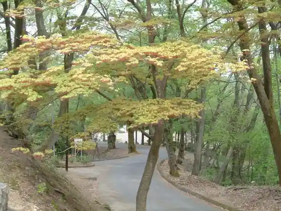 Kannon Yama Park no Buna, Akashide Shizen Hayashi