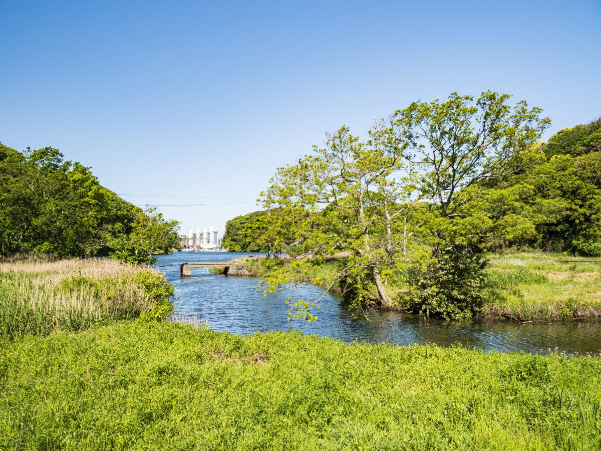 Koajiro Forest