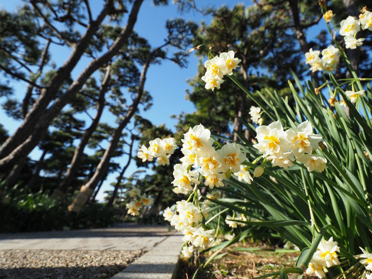 Jogashima Hiking Course