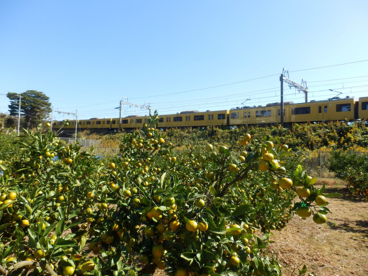 Autumn Mikan Picking in Miura