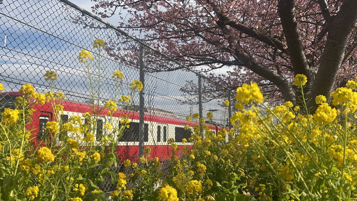 Miura Kaigan Cherry Blossom Festival
