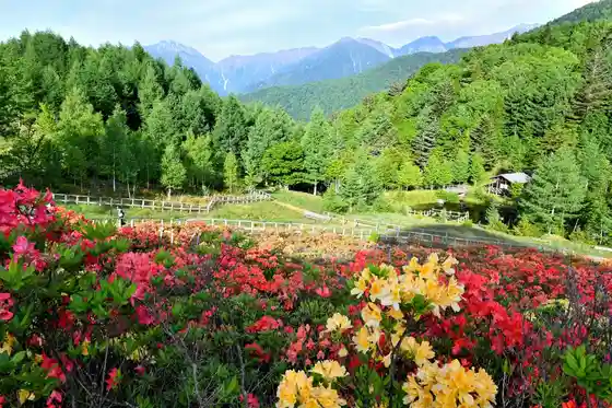 Miyada Highlands Renge Azaleas