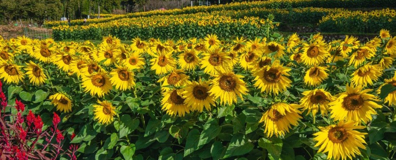 Yamada Sunflower Fields