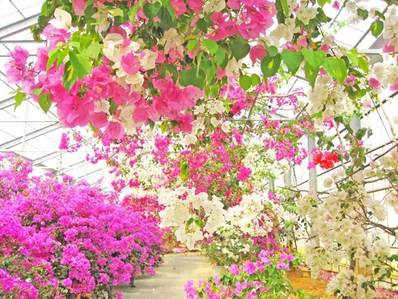 Utopia Farm Miyako Island