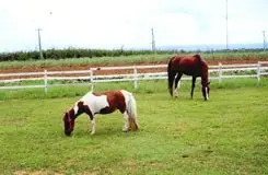 Miyako Horse Riding Club