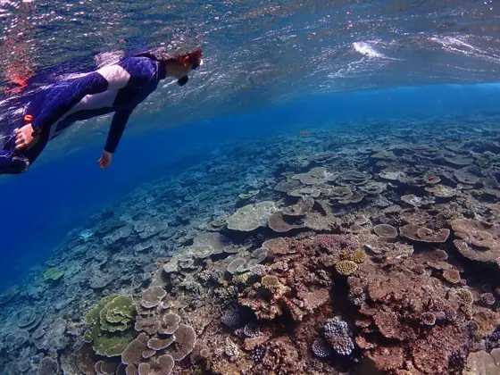 Miyakojima Blue Forest Umimaru