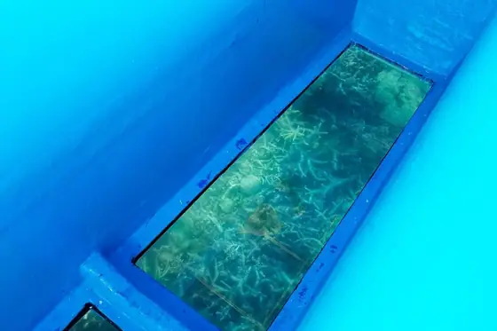 Ikema Island Undersea Sightseeing