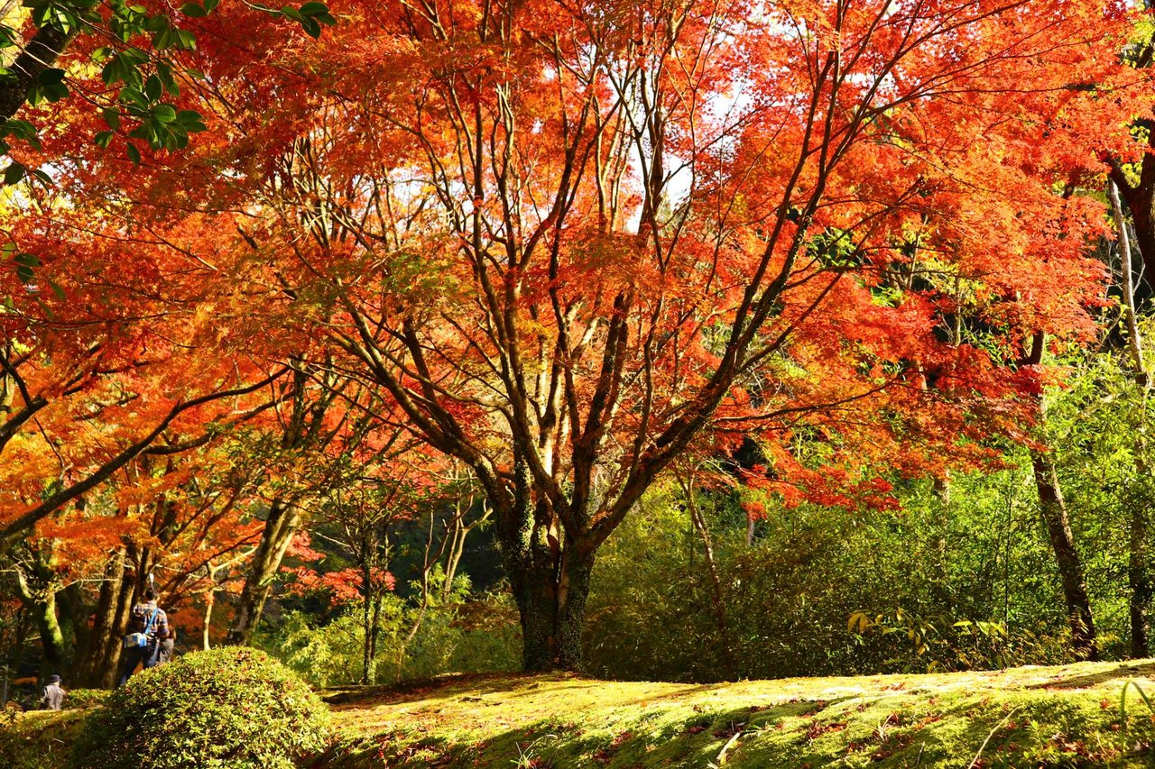 Aoidake Nature Park