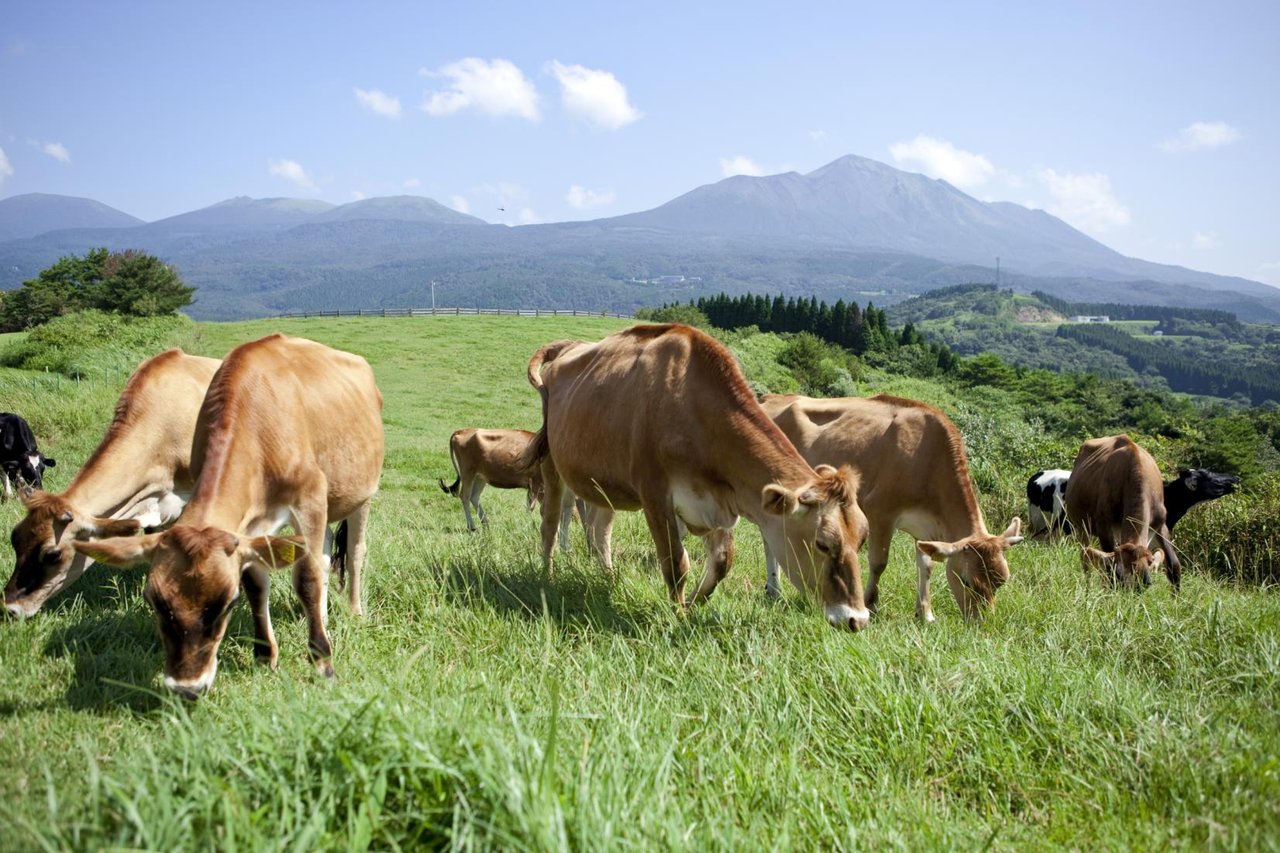 Takachiho Ranch