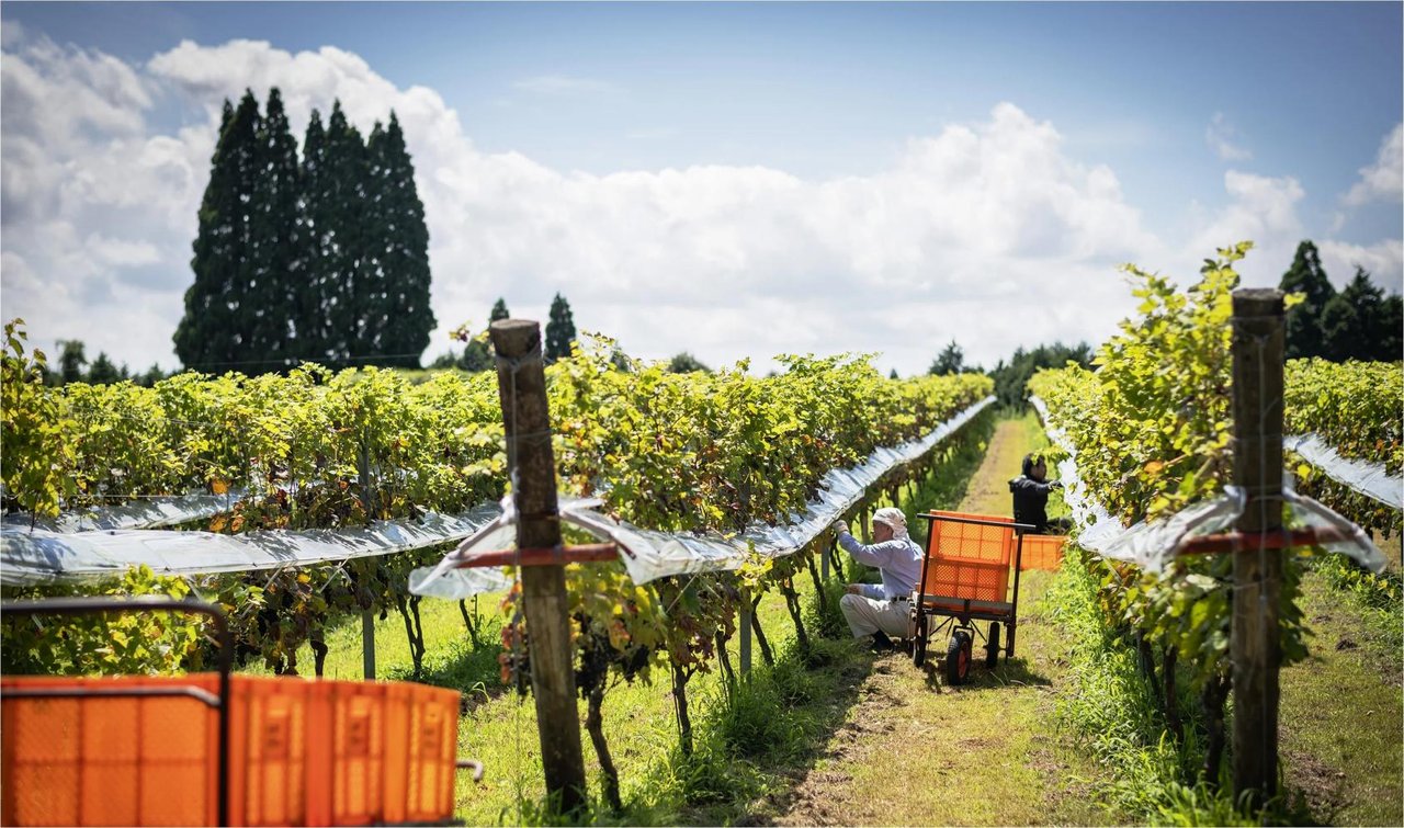 Miyakonojo Winery
