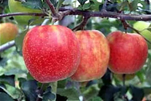 Apples