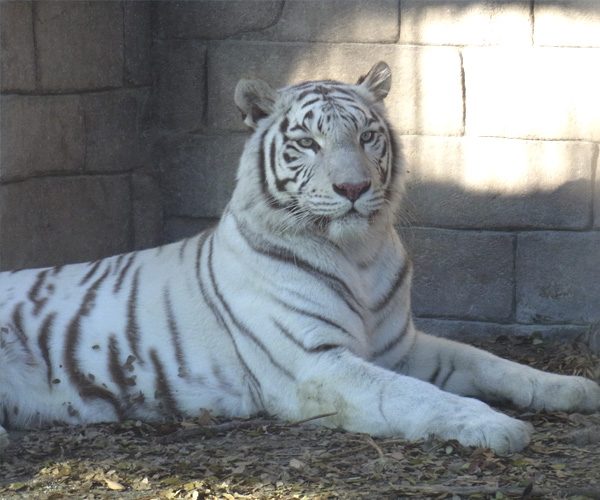 Tobu Animal Park