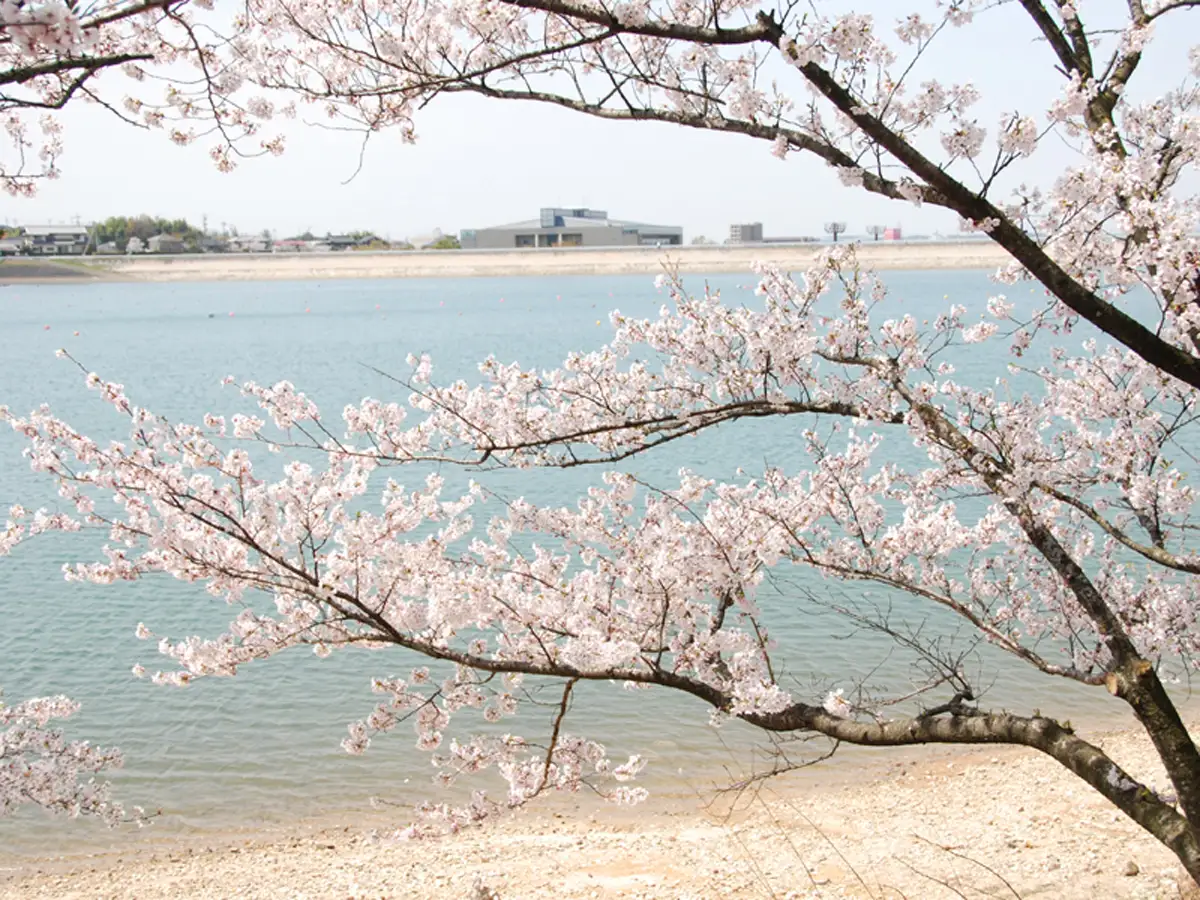 Miyoshi Ike Cherry Blossoms