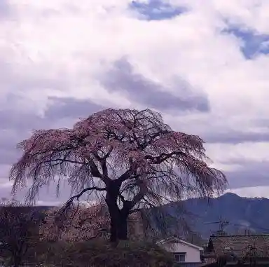 Ichirizuka Weeping Cherry