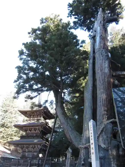 Makoto Raku Tera
