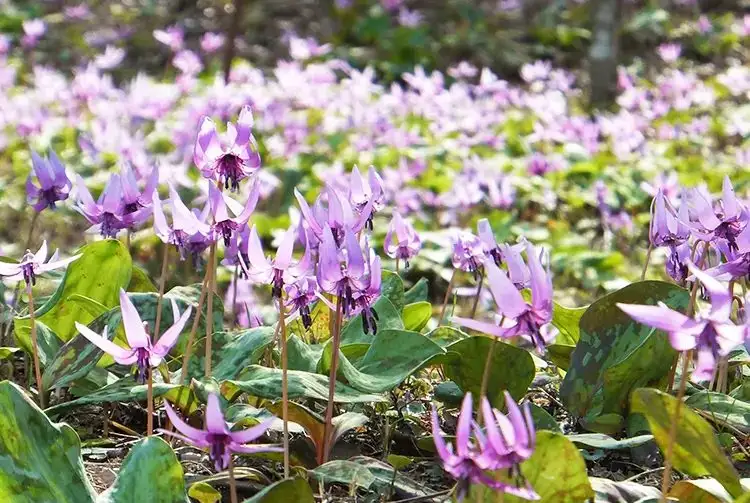 Sayama Hana Ta Rai Sato no Sato (Sayamakatakuri no Sato)