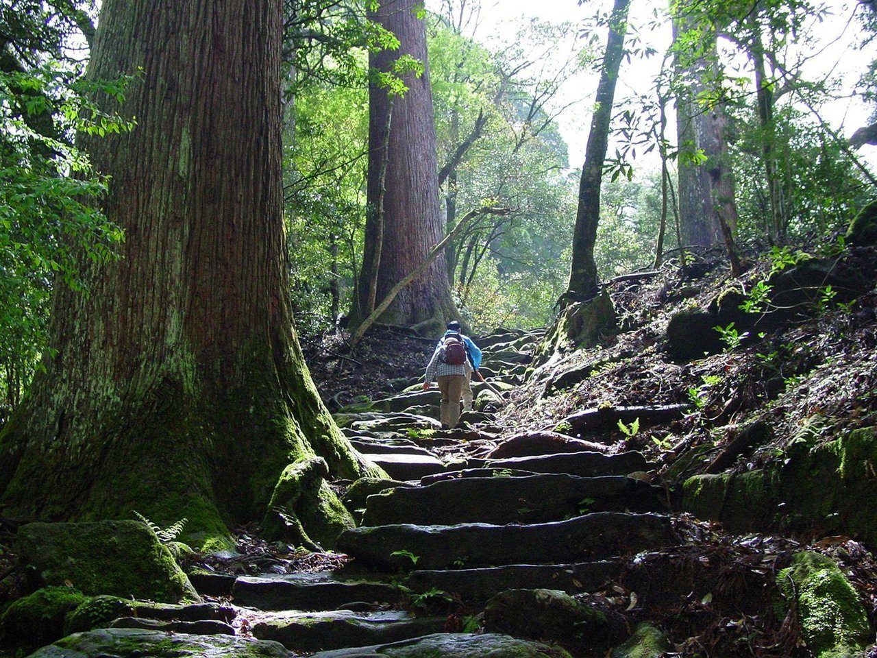 Ichifusa Thousand-Year Cedars