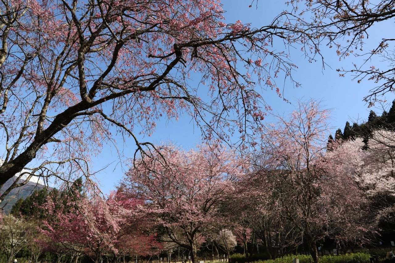 Cherry Encyclopedia Garden