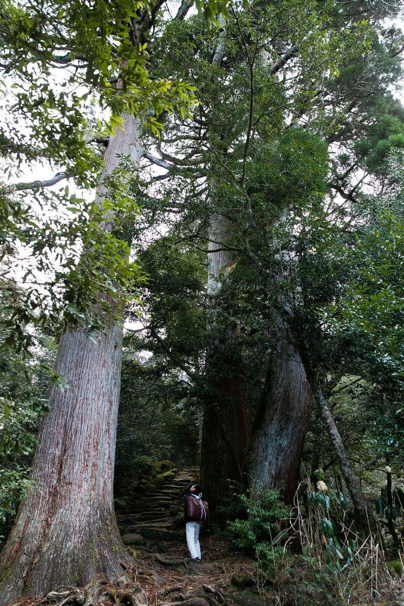 Ichifusa Cedars