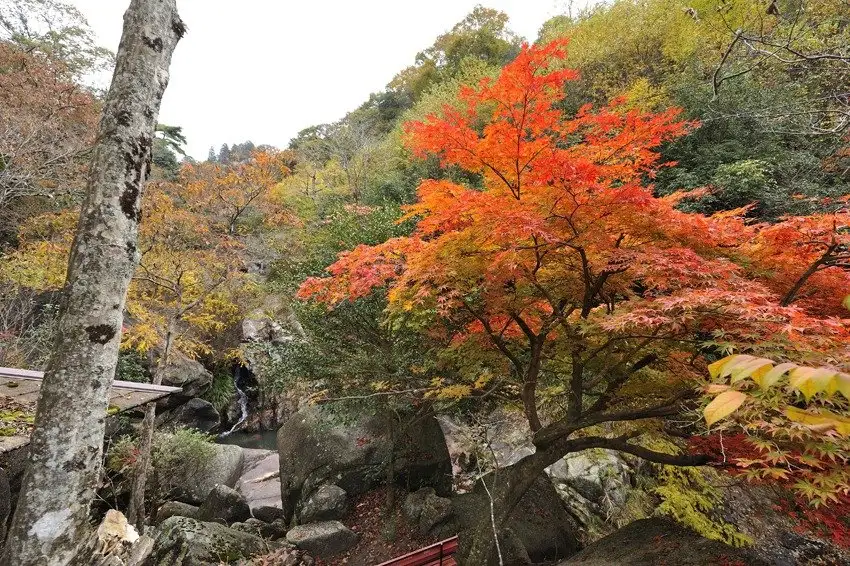 Oniiwa Park no Autumn Leaves