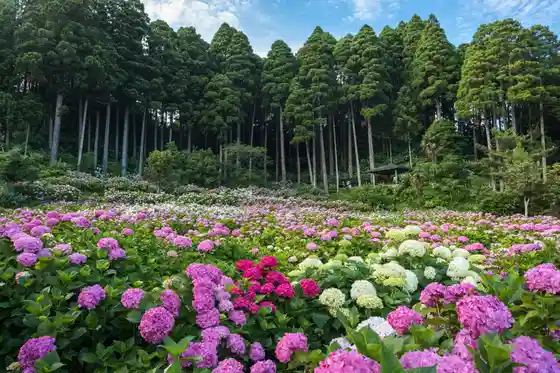 Kisetsu no Hana (Ajisai) / Hattori Noen Ajisai Residence