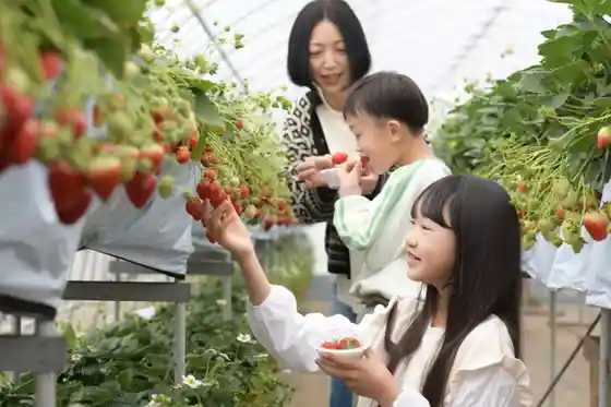 Igashira Tourist Strawberry Farm