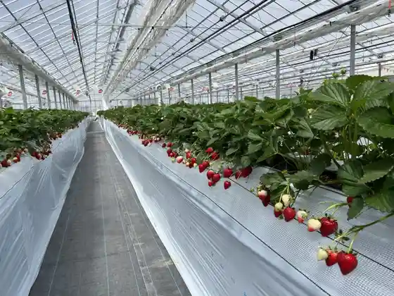 Twins Farm Moka Strawberry Farm