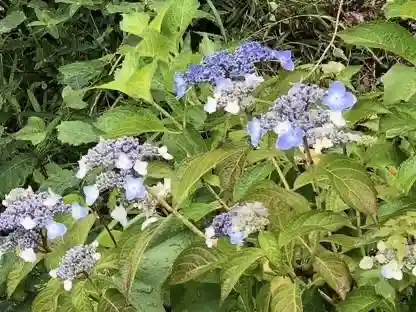 Flower Mountain at Kinohana Nature Garden