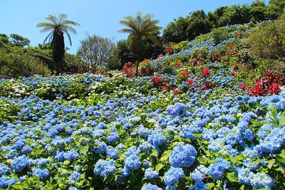 Yohena Hydrangea Garden