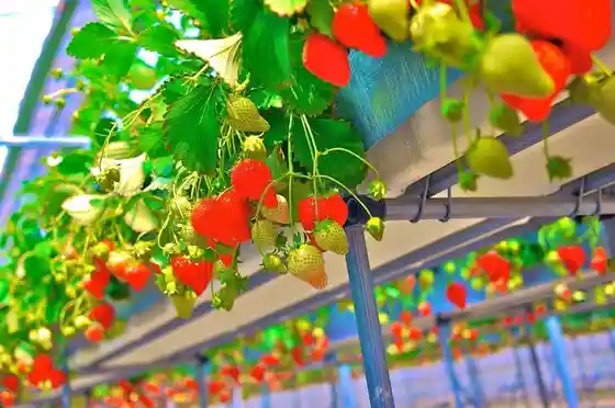 Tsumitsumi Ichigo Farm