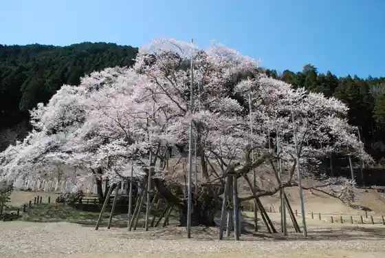 Usuzumi Cherry Tree