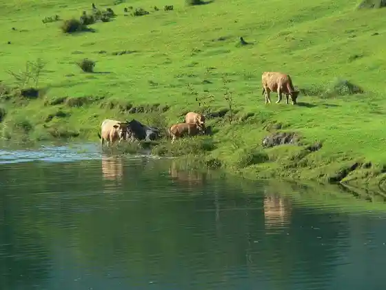 Tosa Akaushi cattle grazing
