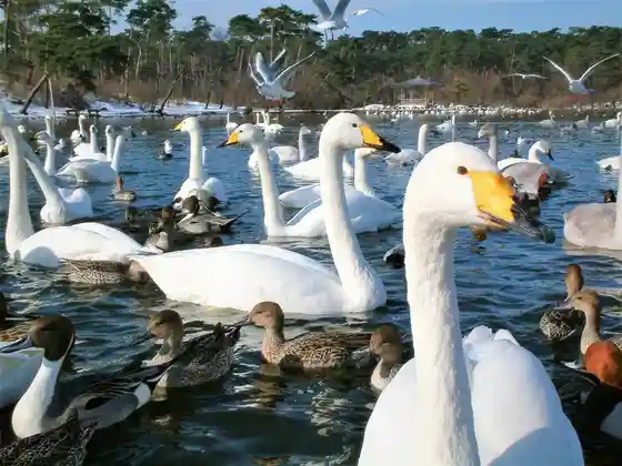 O Maku Ba Oike Park