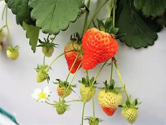 Aozora Nosan Ichigo Sono