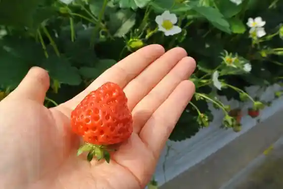 Yume Farm Arakawaichigo Sono