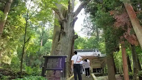 Omata Hakusan Jinja Uba Sugi