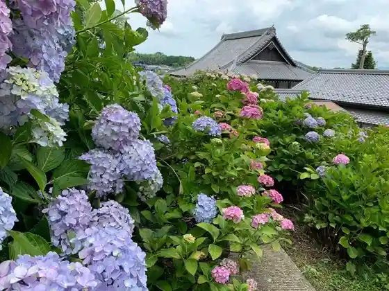 Miroku Tera
