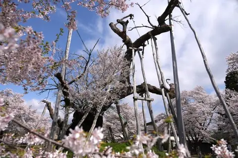 Isazawa Kubo Cherry Blossom Tree