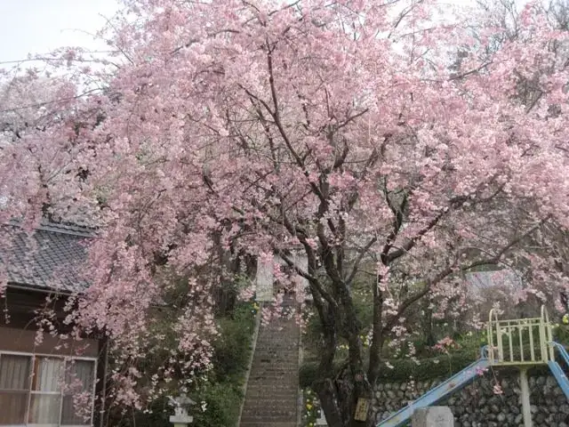 Enman Bo Cherry Blossoms