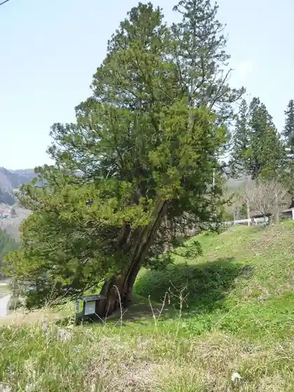 Three Cedars of Gaun