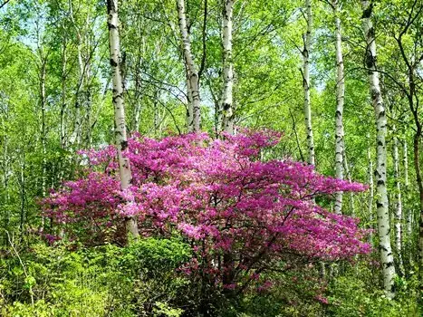 Yachiho Highlands no Togokumitsubatsutsuji