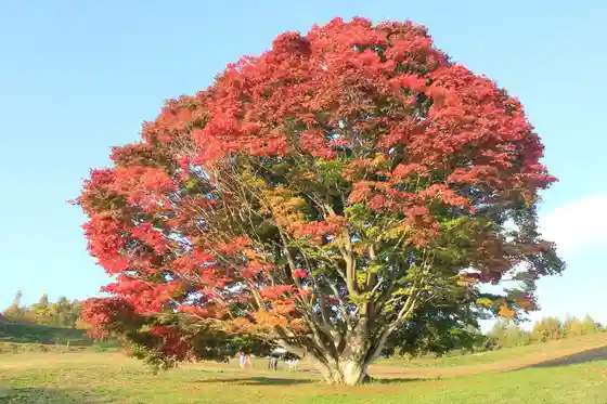 Seven-Color Giant Maple Autumn Leaves (Ikeda)