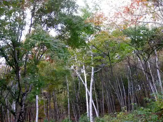 Omine Highlands Shirakaba Forest (Uokingu)