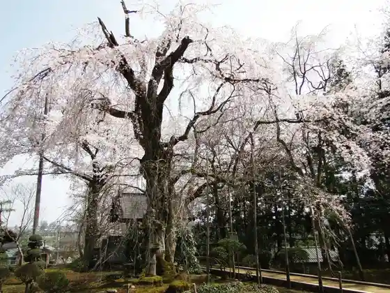 Kaori Hayashiji no Shidare Sakura